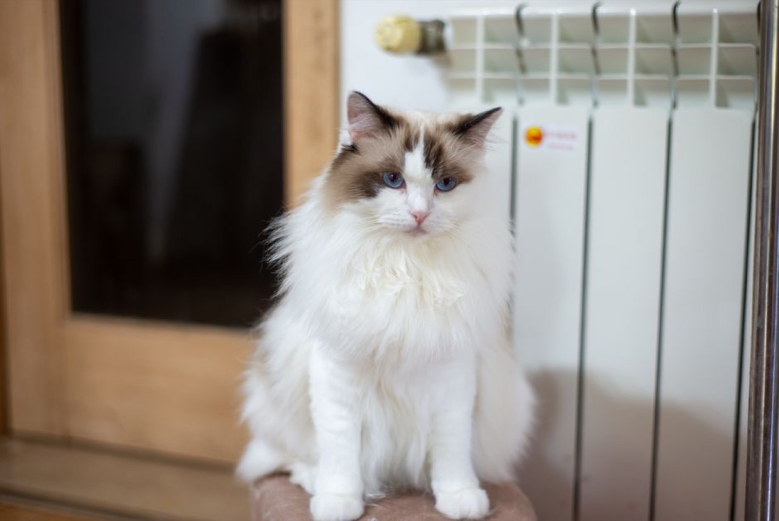 Fluffy cat sitting calmly in a clean, well-lit home living room